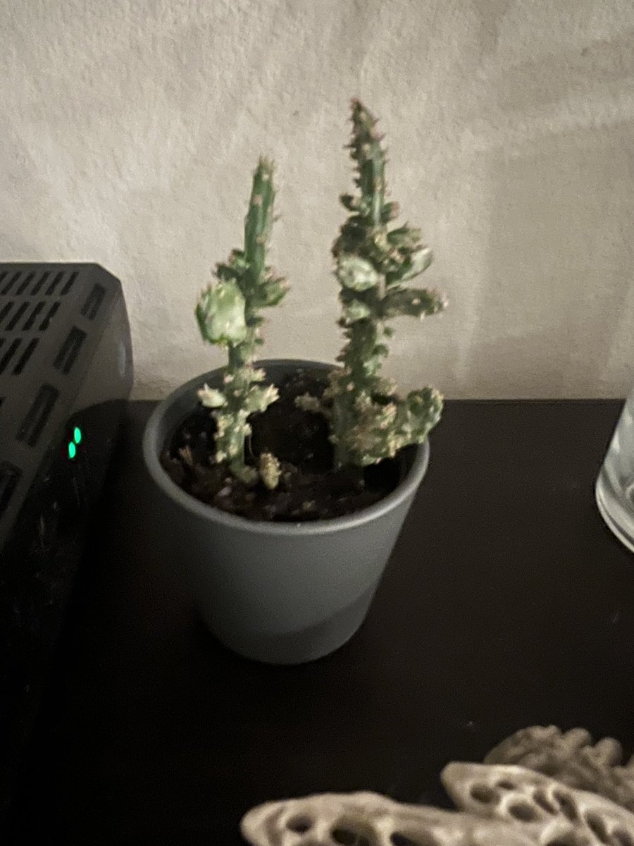 Science7Grissom's tweet photo. Meet my new cacti Artemis, Gaia, and Aphrodite🌵🖤 https://t.co/J0RnWwdLlR