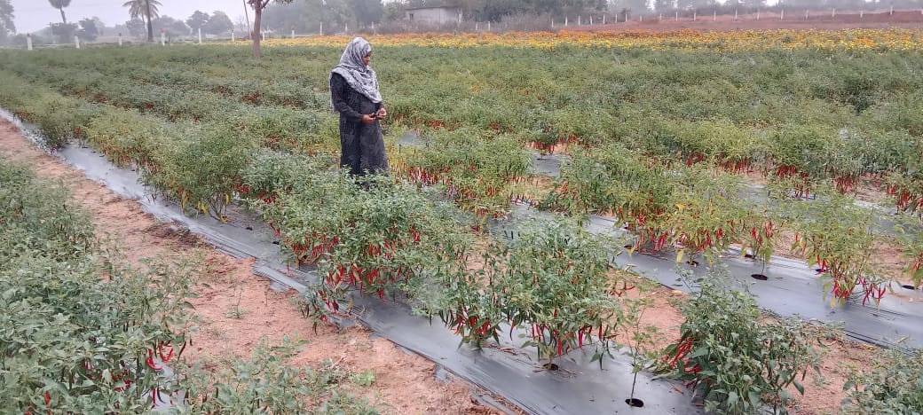 Horti_Athmakur's tweet photo. Inspected Chilli, Marigold fields and Oilpalm preliminary inspection at panakabanda ragibavi villages of Mothkur mandal suggested remedial measures to the farmer @Collector_YDR @Aclb_ydr @DYadadri https://t.co/muSdipKSnl