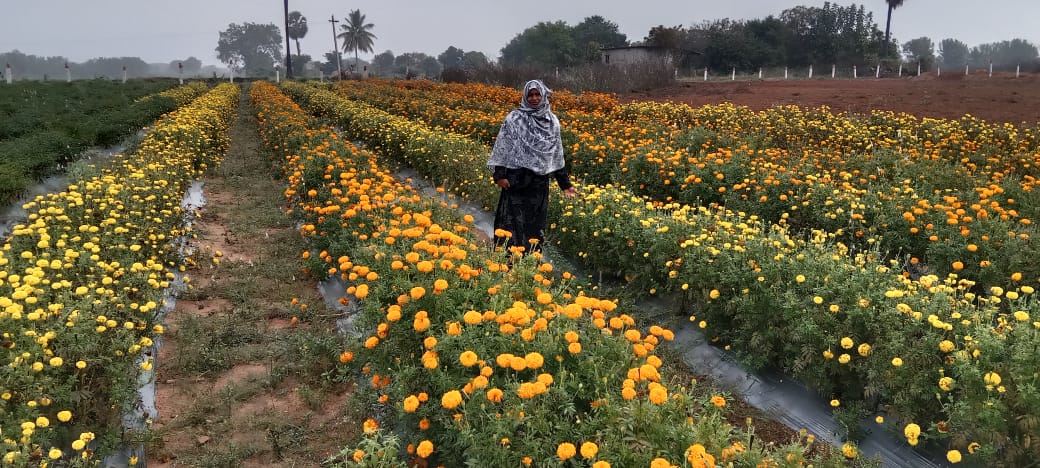 Horti_Athmakur's tweet photo. Inspected Chilli, Marigold fields and Oilpalm preliminary inspection at panakabanda ragibavi villages of Mothkur mandal suggested remedial measures to the farmer @Collector_YDR @Aclb_ydr @DYadadri https://t.co/muSdipKSnl