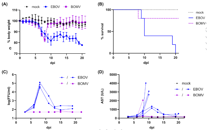 RhysHParry's tweet photo. Recovery of infectious Bombali virus #ebolavirus and subsequent in vivo infection studies with humanised mouse model suggests a low pathogenic potential for humans. A lesson learned for blindly following the previously published sequencing #reversegenetics
https://t.co/FTBkewydFB https://t.co/2URyqzGhZw