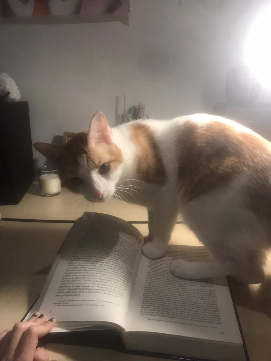 ainoodle18's tweet photo. Miro a mis gatos y se me cura todo💜💜💜☯️☯️☯️ https://t.co/DHbIhvlpnz