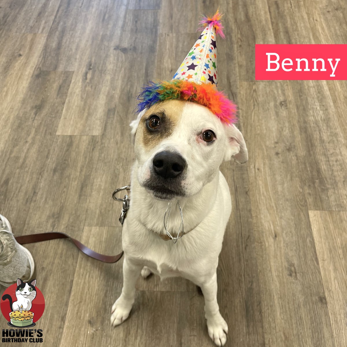 buschpetproduct's tweet photo. Happy 5th Birthday Benny!
🎂
#happybirthday #benny #birthdayboy #howiesbirthdayclub #dogsinhats  #happybirthday #handsomeboy #dogoftheday #happydog #dog #dogs #dogsofinstagram #instadog #dogstagram #dogsofmissouri #dogsofsemo #capegirardeau #doglife #dogday #dogsarethebest https://t.co/jPGZYxt9xx
