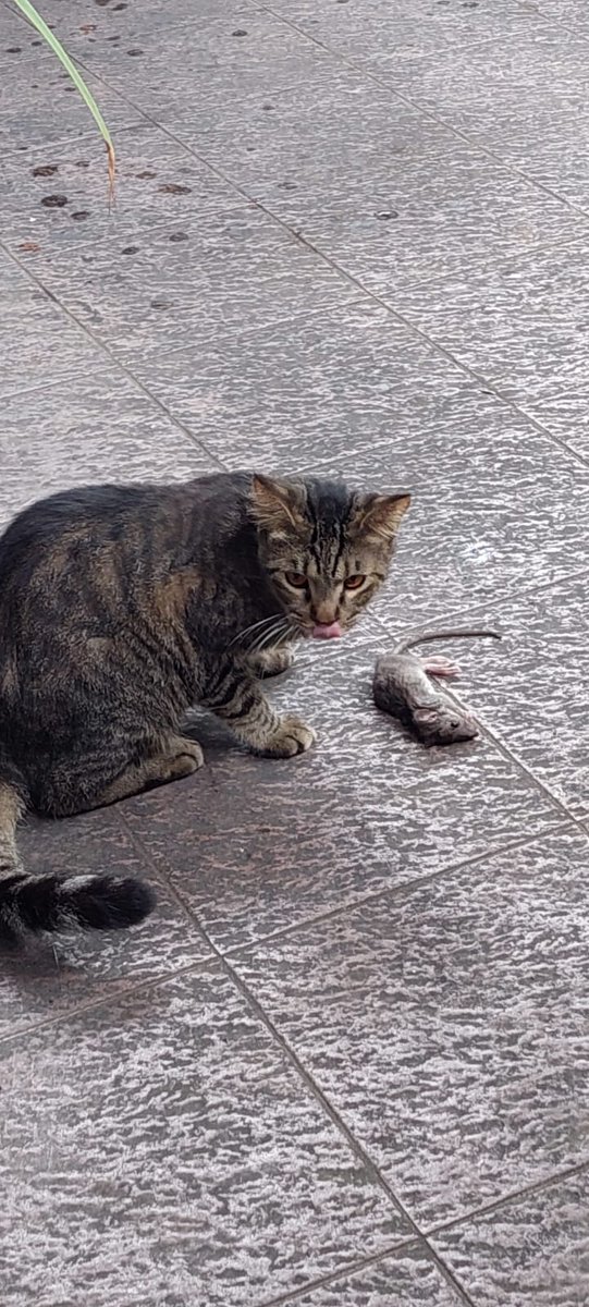 Mili,Bas,Picco,Oyen tweet media
