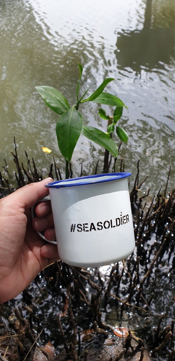 1 gelas = 1 bibit. Sebagian sudah ditanami sebanyak 70 bibit. Terima kasih, mari banyak2 menanam pohon, karena menanam adalah melawan kepunahan. #Seasoldier #BRANI