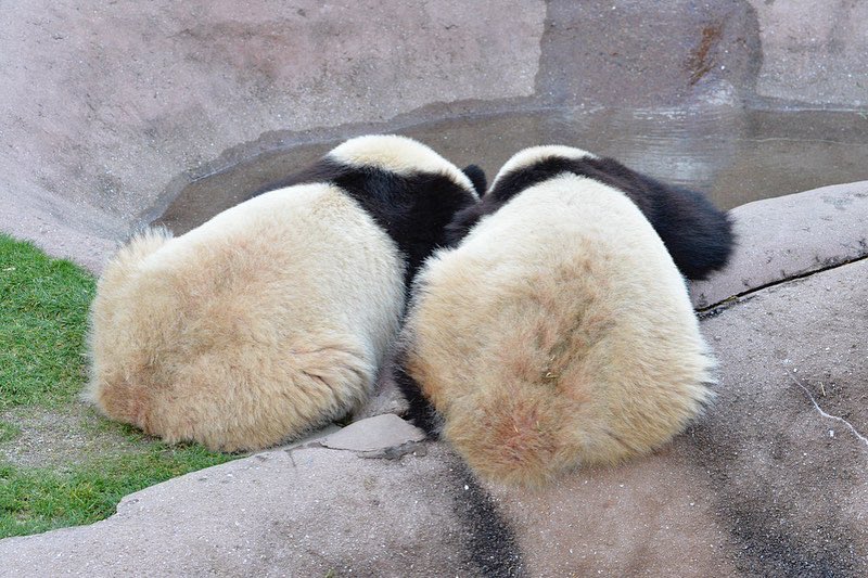 HELLOPANDA2017's tweet photo. Thanks, Love, 
Origin of HELLO PANDA
#pandamental https://t.co/nidpBBukwb