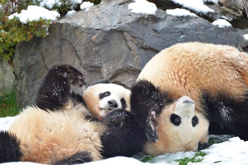 HELLOPANDA2017's tweet photo. Thanks, Love, 
Origin of HELLO PANDA
#pandamental https://t.co/nidpBBukwb