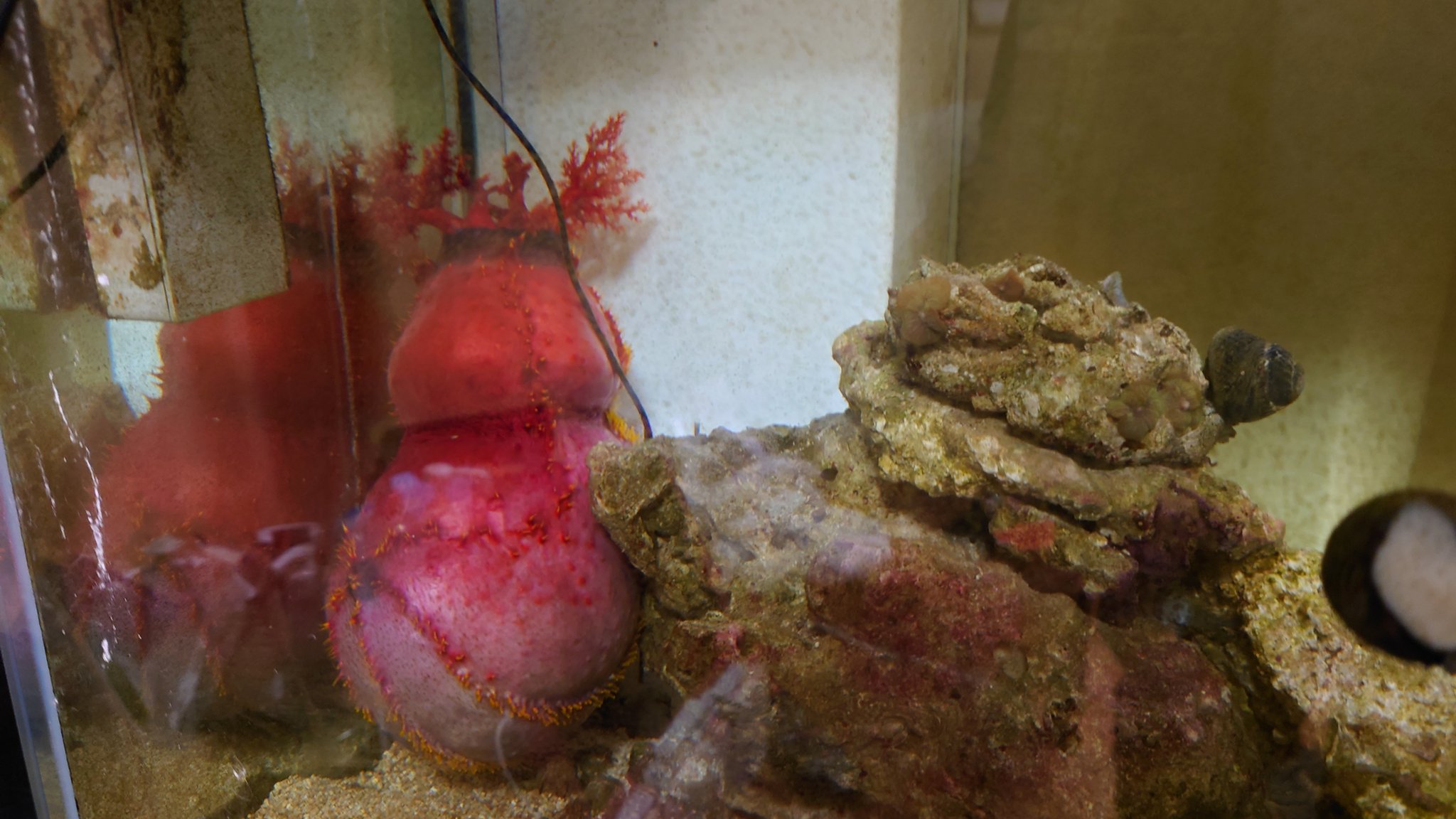海水魚飼育 Twitter Search Twitter