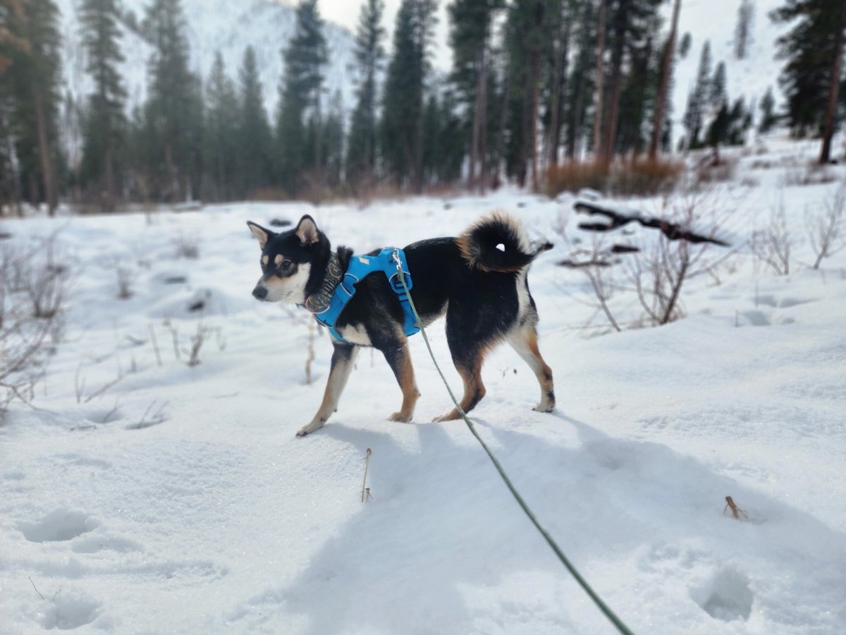 RowanRaedwulf's tweet photo. The gender euphoria I experienced as an EnbyGenderflux today was incredible. Especially after my friend said my back was jacked, so I flexed so we could find out just how much. 
Mountains, Hotsprings, Besties and Puppers, a rocking day.
#genderfluid #lgbtqpride https://t.co/b9DaNLhqk4