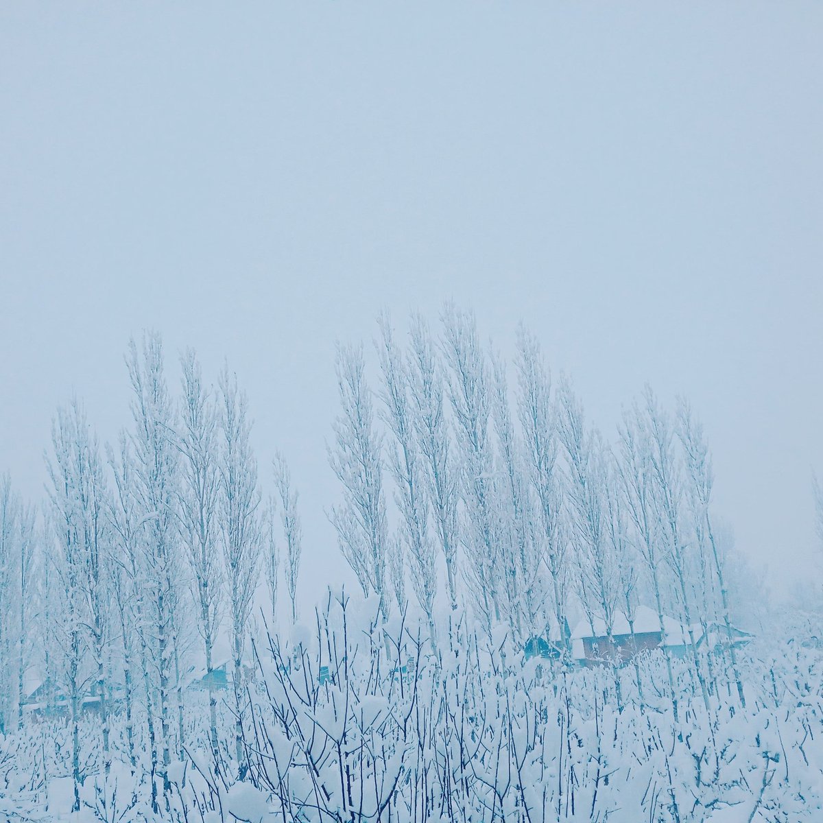 SheikhT39287458's tweet photo. Beauty of kashmir❤ https://t.co/4vlkfA8kC2