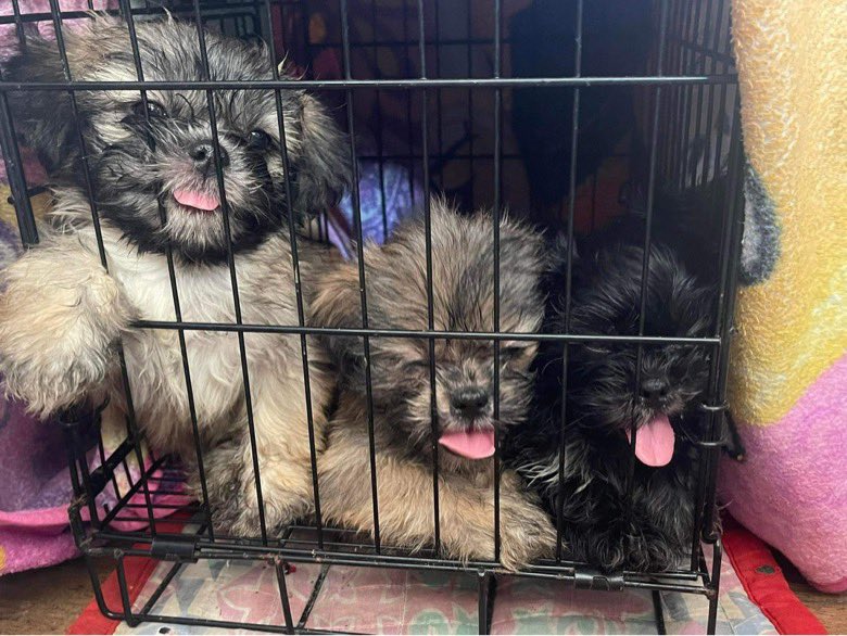 _S4gitnu's tweet photo. Ang hirap padin tanggapin lalo na pag mahal na mahal mo mga aso mo hndi man lang umabot ng pasko mga aso ko ilang araw na lumipas di padin ako maka move on ingat kayo palagi kung san man kayo mapunta 😭☹️ https://t.co/36wlHrBz09
