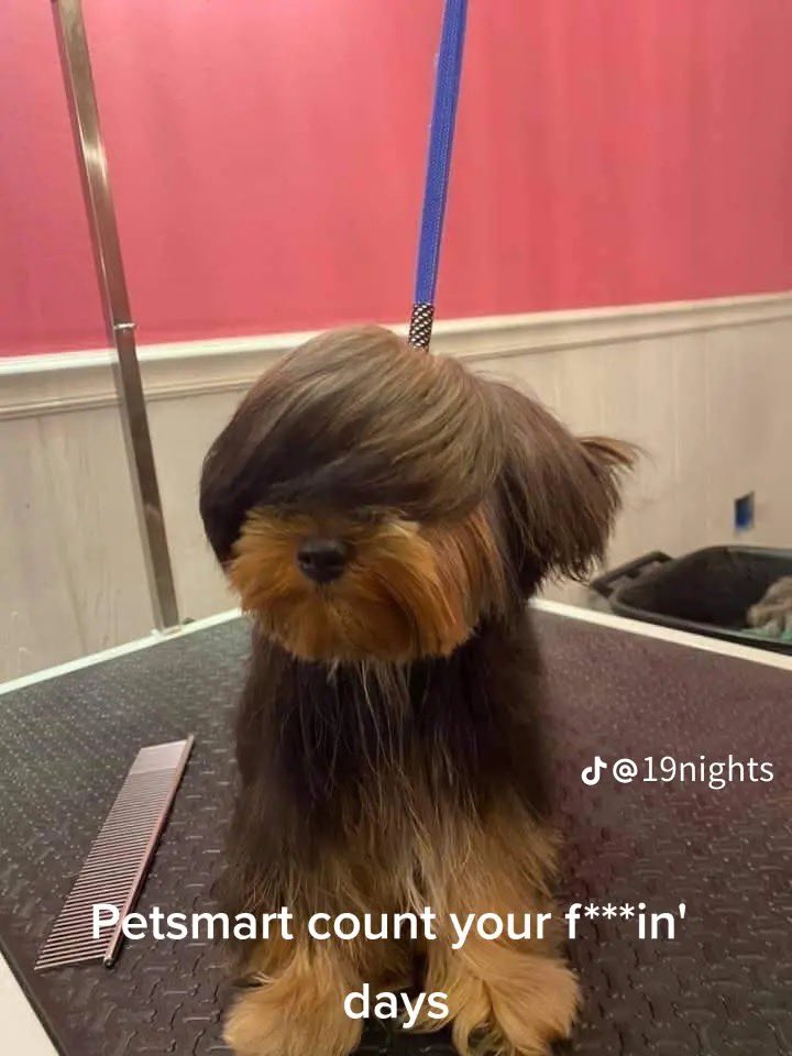 GlamazonJay's tweet image. I am screaming. Why would they do this to this dog 😭😭😭