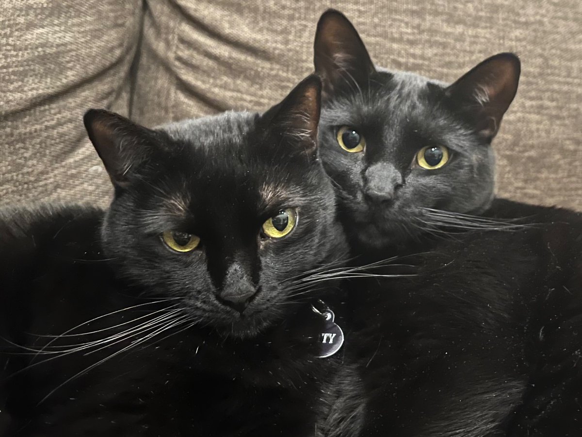 KittyAndIndia's tweet photo. Two Cats. One Couch.   #twocatsonebasket #queenkitty #blackcats #blackcatsmatter #catsoftwitter #cats #catsontwitter #meowlife #catlife #catlove #worrycat #indiamonkey https://t.co/EJO4CTA3qA