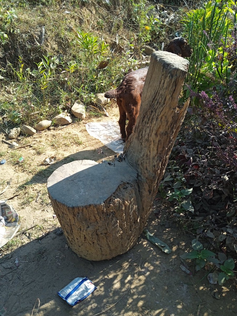 मानव यदि पेड़ों का उपकार भूल जाएगा आने वाले समय में बड़ा ही पछतायेगा  #Tree