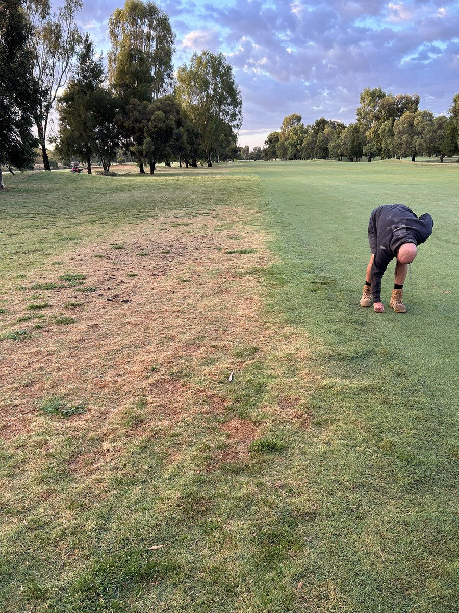 1BenLucas's tweet photo. A few hot days in tocumwal and the thiamethoxam benefits provided by @campbellturf with their Moxam has shown the full barrier that this chemical provides, so glad for the early season application #reapplication https://t.co/oh5vPiOi21