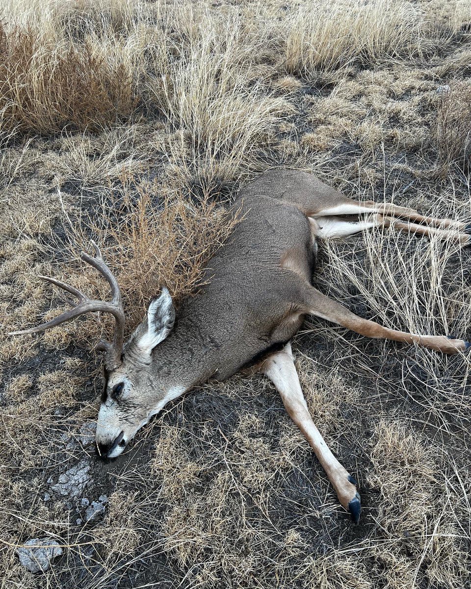 Congratulations Jennie!!! Nice Colorado Mule Deer!!!