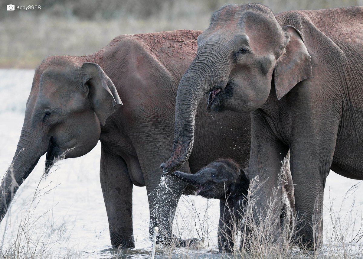 Adorable moment caught on camera: baby elephant joins the herd at the watering hole. 🐘🐘🐘 #Adopt an #elephant calf today and support Asian elephant #conservation here: trunksnleaves.org/adopt.html to adopt