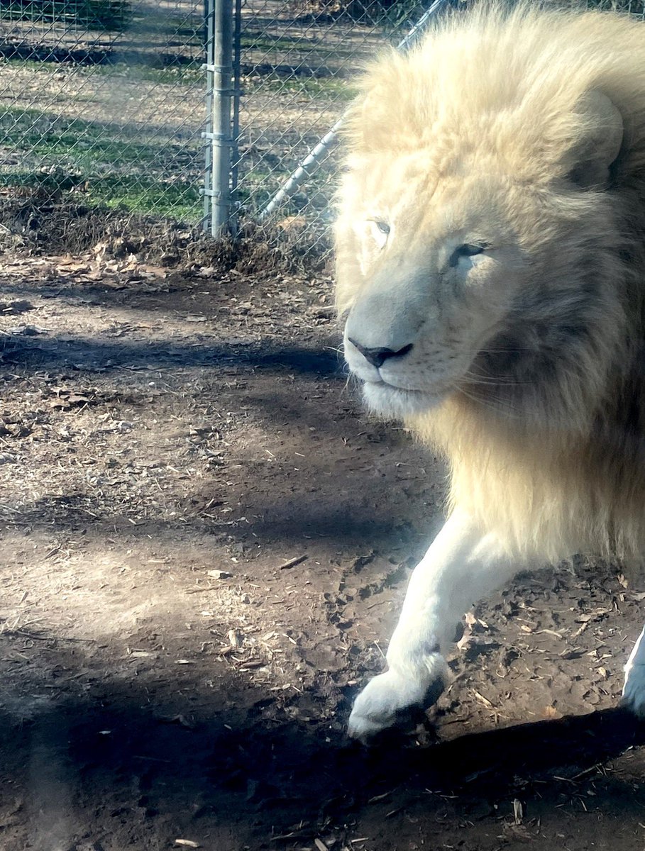 ColtD14's tweet image. 😘🥰 You already know big boy Maverick. My son loves seeing them.