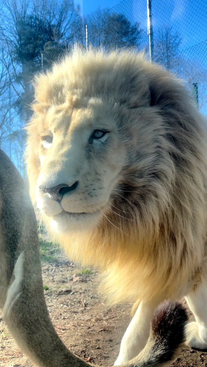 ColtD14's tweet image. 😘🥰 You already know big boy Maverick. My son loves seeing them.