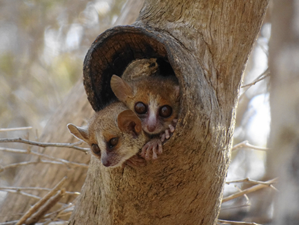 Just published. "Time to adjust our lenses?" A thought-provoking editorial by Derek Schuurman.

journalmcd.com/index.php/mcd/…

#Madagascar