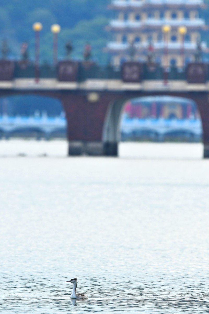 MFCHIIU's tweet photo. ε ιΈι·~ Great Crested Grebe π
γ«γ³γ γͺγ«γ€γγγͺ
#ζ₯η§ι£ #ιΎθε‘ https://t.co/dO42T4YGWk