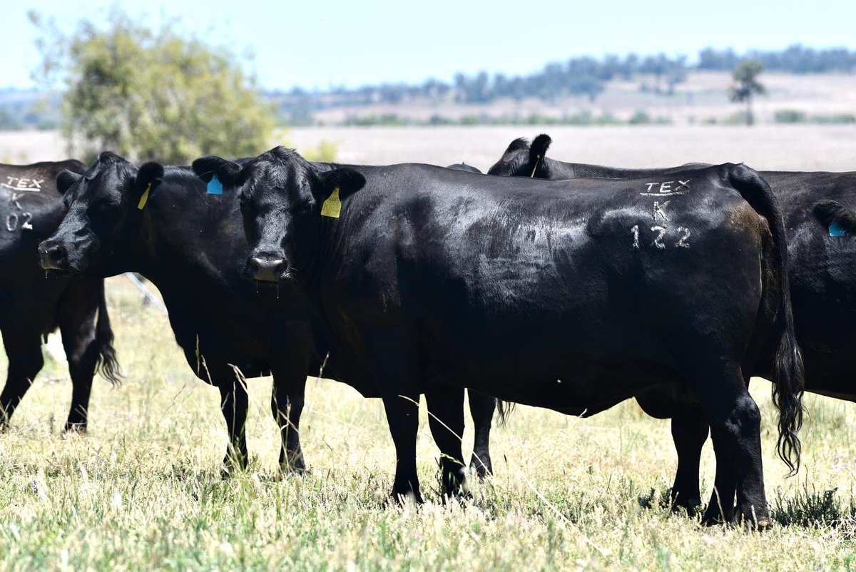 texasangus's tweet photo. Festivities over and no rest for the wicked.

Back to work vaccinating our Autumn herd prior to calving with anti scour shield and AD&amp;E to boost the unborn calves immunity to scours and pink eye. https://t.co/JMS1bVBHlY