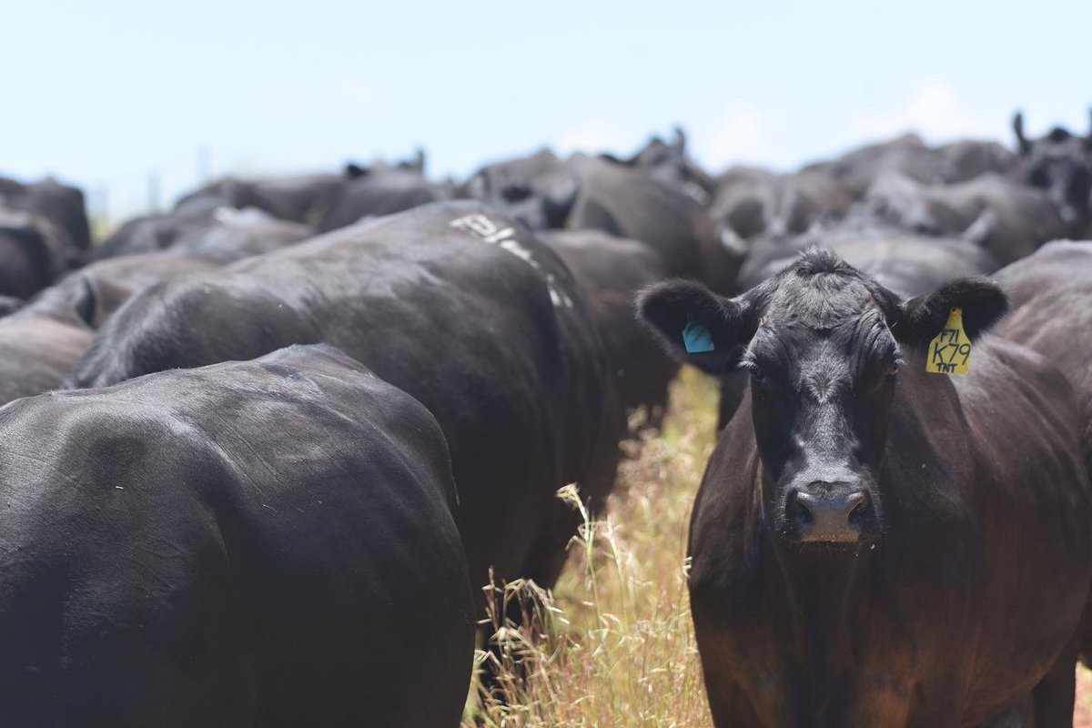 texasangus's tweet photo. Festivities over and no rest for the wicked.

Back to work vaccinating our Autumn herd prior to calving with anti scour shield and AD&amp;E to boost the unborn calves immunity to scours and pink eye. https://t.co/JMS1bVBHlY
