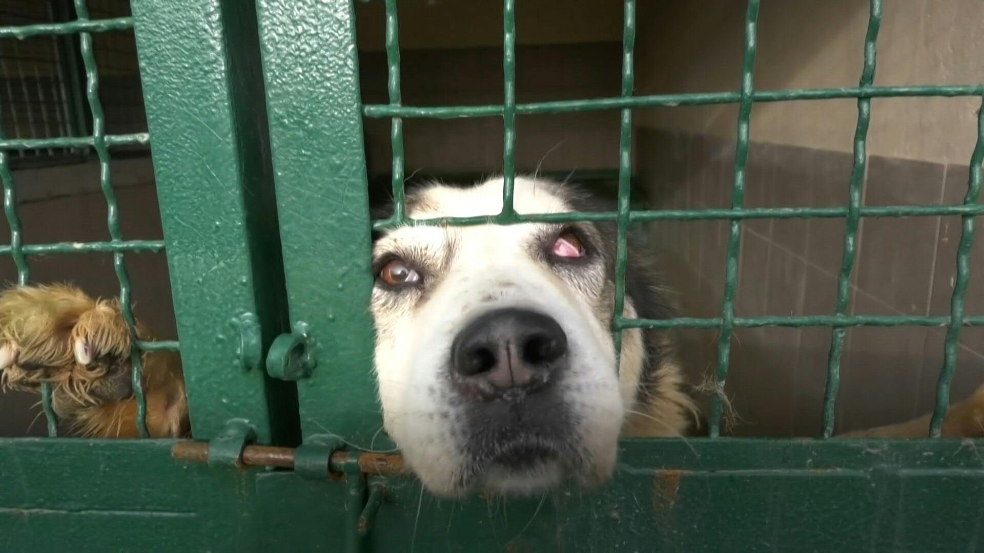AFP News Agency on Twitter "VIDEO A shelter for stray dogs in the