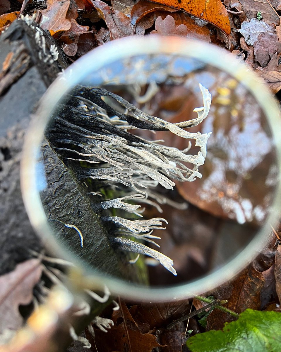 LeverArts's tweet image. ‘Art does not reproduce what we see; rather, it makes us see.’
Paul Klee

leverarts.org

#naturephotography #nature #architecturalform #beauty #forage #inspiration #art #artists #paulklee #research #colourstudy #green #spirit #magnifyingglass #magnify #looking