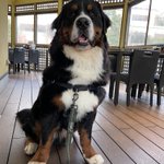 ツイートに含まれる画像