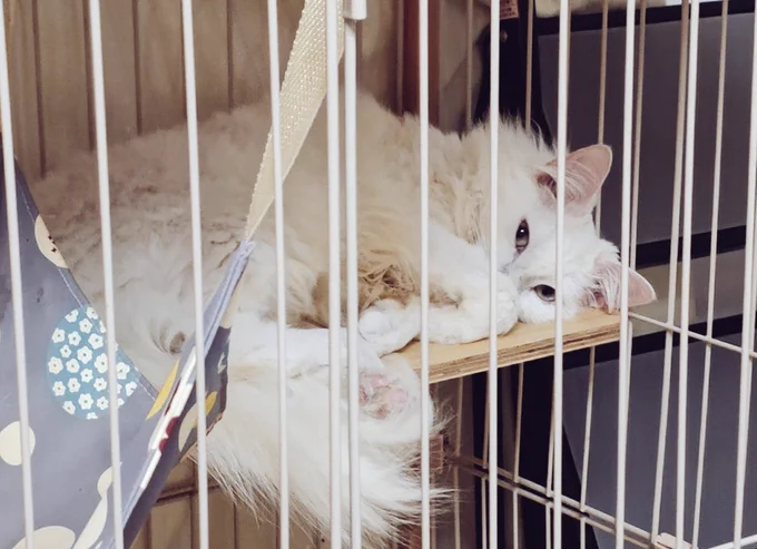 あざとくなってる猫様 