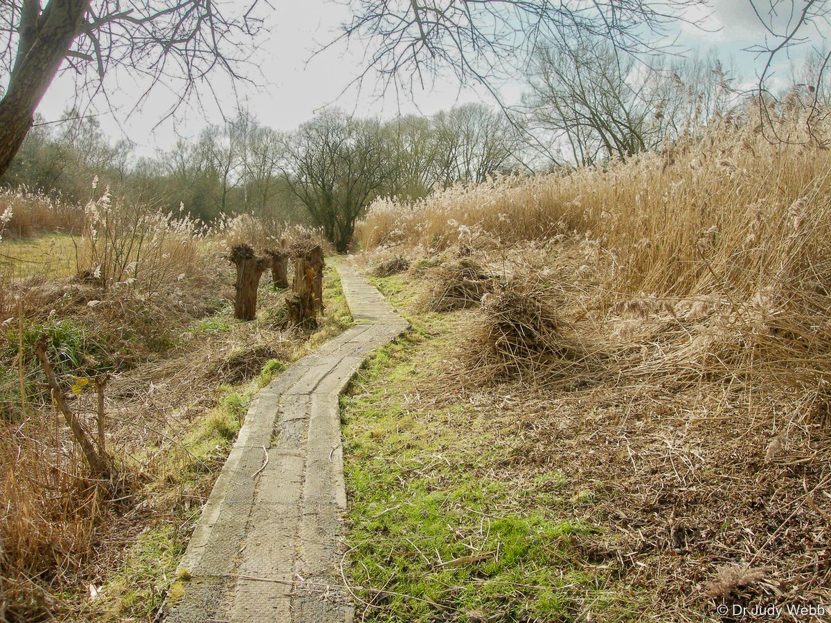 friendlyevalley's tweet photo. We've come a long way in ten years. This year we had over 120 flowering Marsh Helleborines (Epipactis palustris) on the west side #SSSI. In 2012 we had none when we started to cut and rake. Over time, seed has blown from the other side of the Valley, and grown...
#FenRestoration https://t.co/UFx61GYljV