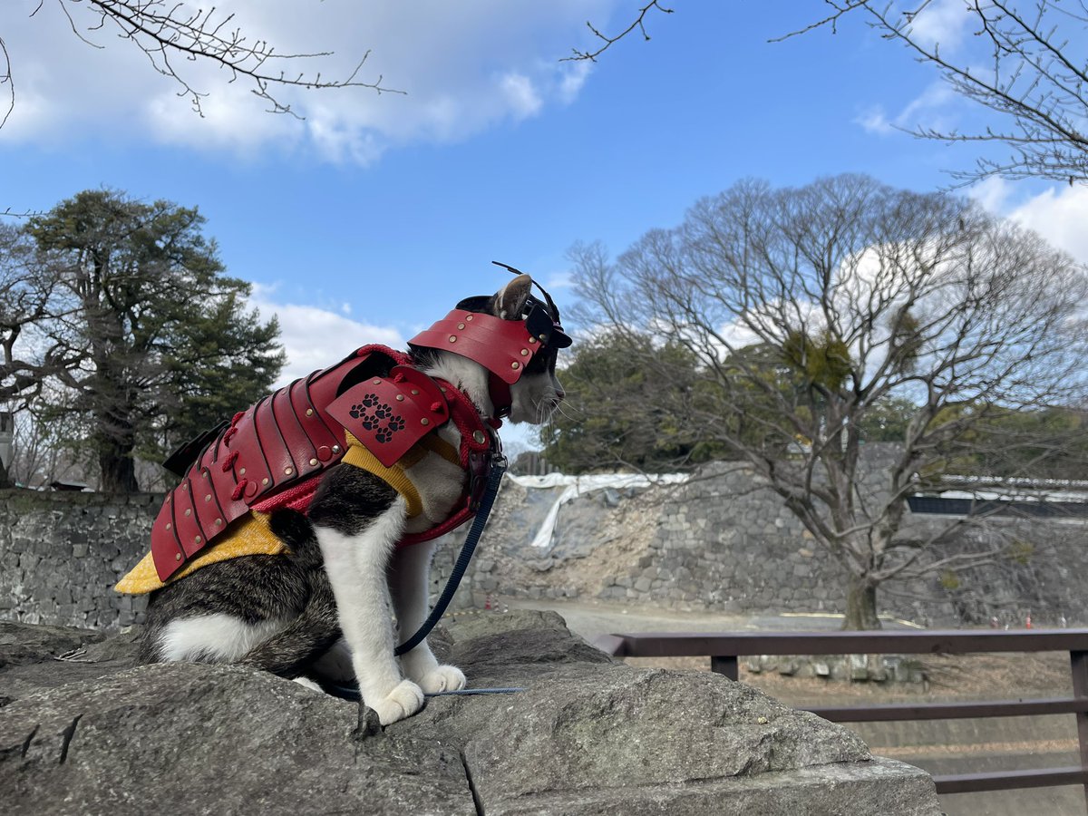 lugvyrobe's tweet photo. 熊本城のお堀の前に武将ネコがいました。 https://t.co/Vfm6HKCkAt