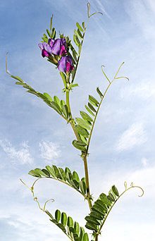 SixandLaura's tweet photo. #vicia #sativa “common #vetch”
“#nitrogen-fixing #leguminous plant in the family #Fabaceae”
#tare
#soil #biodiversity #flora https://t.co/jpaLlskn2g