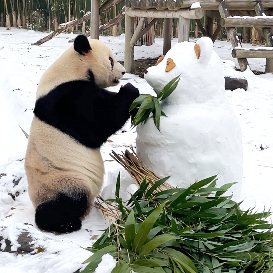 withEverland's tweet photo. 러바오에게 새 친구가 생겼어요🐼♥☃

러바오와 눈판다 친구의 첫 만남(이자 마지막 만남…)!
오늘 저녁 5시! #판다와쏭 에서 만나용~😉 https://t.co/24UG1OOdMT
