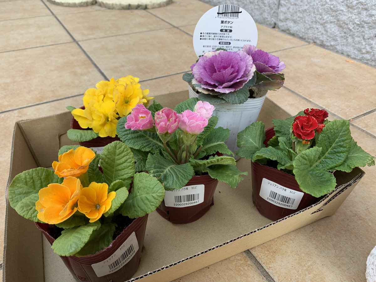 drumsyuu's tweet photo. 新しい仔を植えました🌺
綺麗な色合いです✨

#ジュリアン #葉ぼたん https://t.co/gxz2uoS8Qo