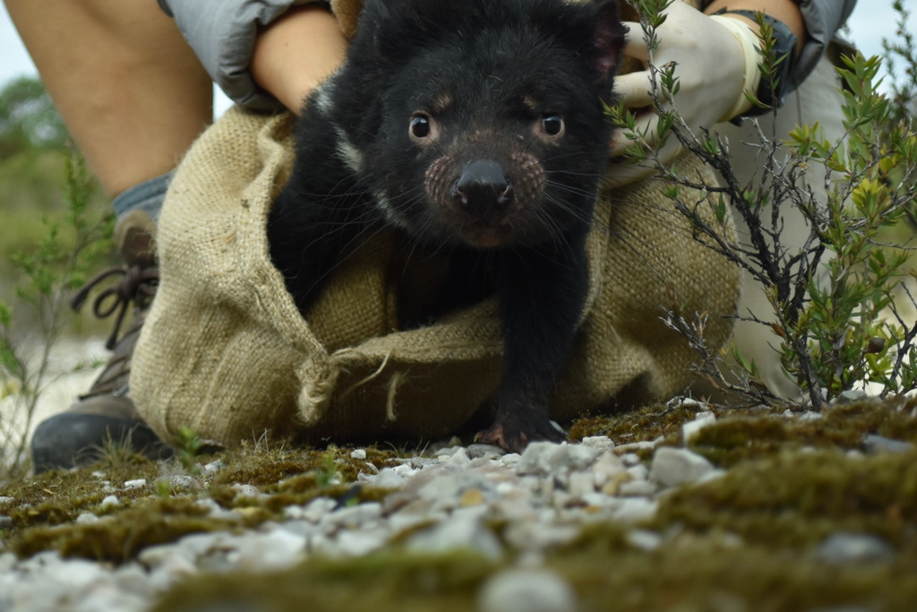EcolSocAus's tweet photo. “A small step for the devils” by @AnneLise_Gerard (shortlisted in the #OutStandingInTheField category in the 2022 ESA #PhotoCompetition)

“Milkyway, a juvenile Tasmanian devil, being released [...].”

#EcologyInAction #WildlifePhotography #NaturePhotography #wildoz https://t.co/ZNOJCv2ME1