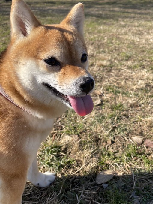 石上ひなののTwitter画像2