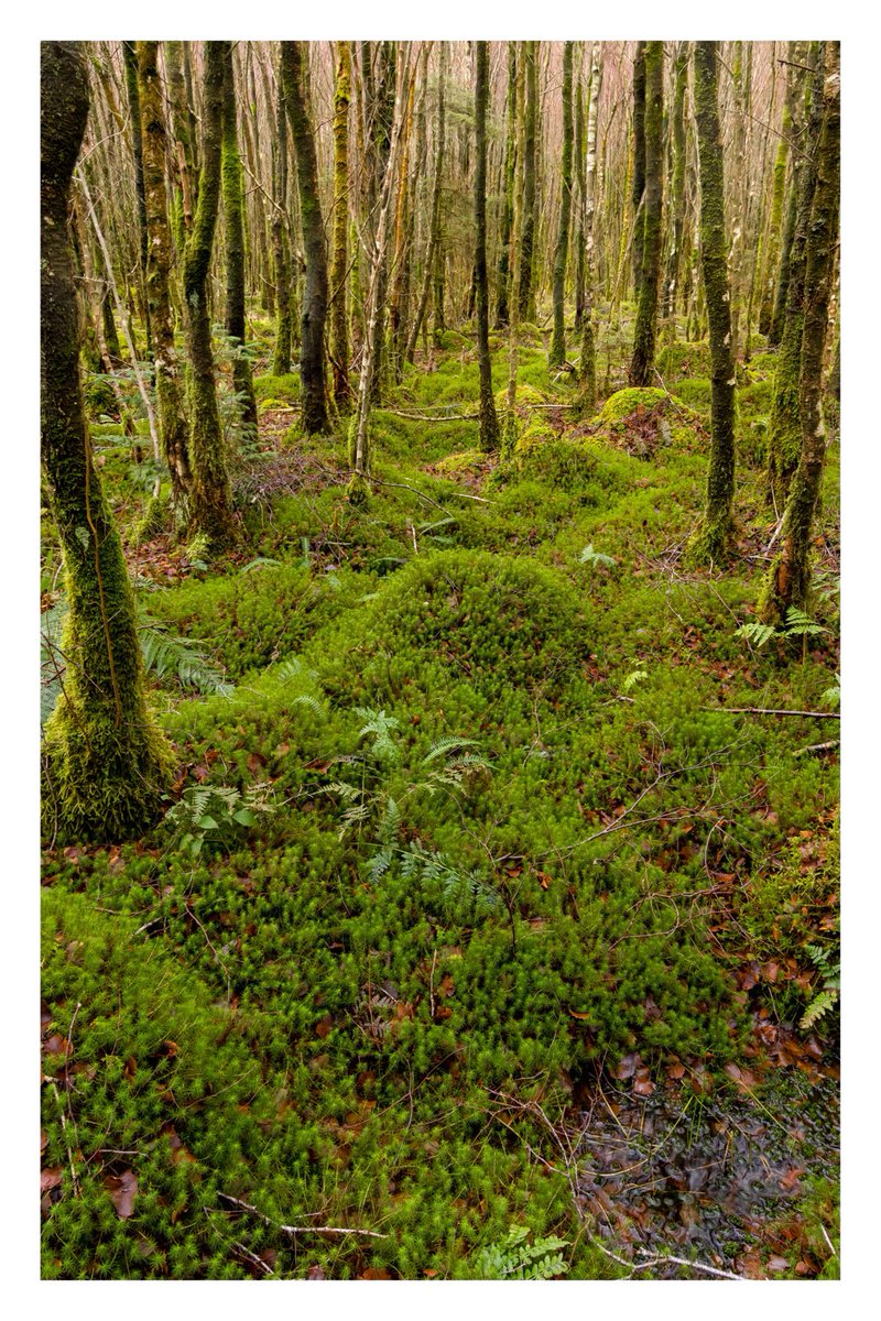 Sphagnum Moss covered forest floor. ⁦@FrostlynneLynn⁩ ⁦@VenablesJayne⁩ ⁦@Lisa7Pettifer⁩ ⁦@DowdsHelen⁩ ⁦@iandt53⁩ #lakeland #forestfloor #sphagnum #naturephotgraphy