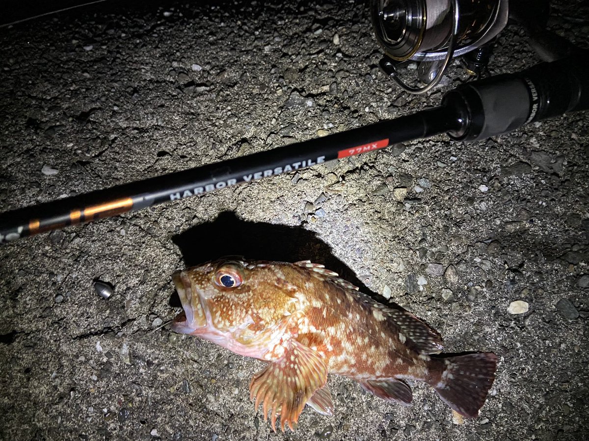 wocadaaa's tweet photo. 水温の変化からかシャローの魚影が薄い。
新たなる開拓をしようかな🌀

#apia #brutehr #harborversatile77mx 
#daiwa #luvias 2506H
#slpworks 
#live #union 45-51
#xbraid UPGRADEPE X4 0.8号
#baitbreath #fishtailringer 
#gamakatsu #theorize 

#釣り #fishing #ルアー #ロックフィッシュ https://t.co/eTaS7oxf0Y