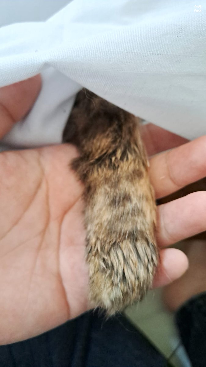 cuyfess's tweet photo. cuy sekarang kucing aku udah gasakit lagi💗 https://t.co/rUlpYsWZIZ