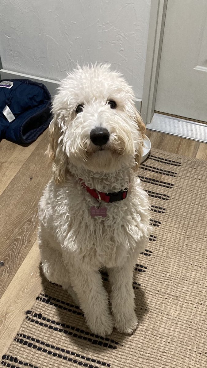 RobHill76's tweet photo. Family dog went missing 10 hours ago, kids and family very upset. Hopefully social media can do its thing and get her back. Her name is Lucy, went missing 1pm mountain time in Cody Wyoming. Hopefully we can get her back to my very sad kids. Anyone around Cody, Wy please look out. https://t.co/cTaBThe5jG