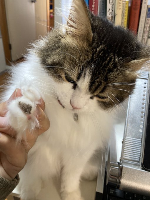 作業中ずっと肩をちょいちょいされてたのを無視してたらセーターに穴を開けられていた 