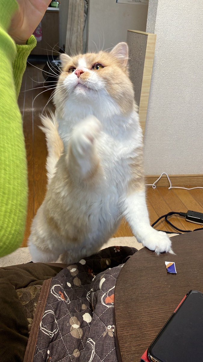 h1222o's tweet photo. #犬猫生活わんにゃん部 https://t.co/XNeBOmC86W