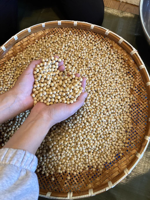お味噌作り始まったわよ 