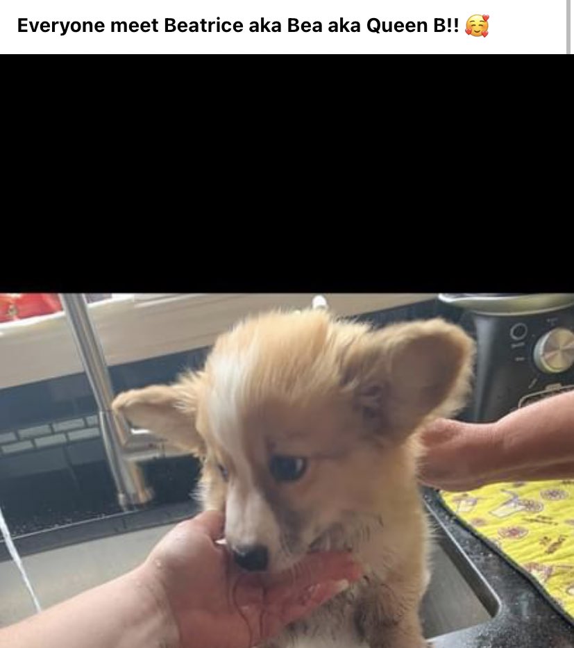 RealAndyLeeShow's tweet photo. She briefly changed her Twitter name to “Queen Bee” - until I found out it was the name of her dog (posted on Facebook). https://t.co/haVGb9eQcF