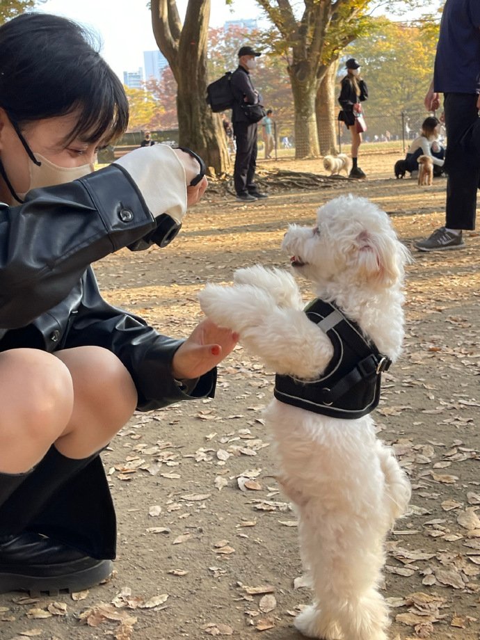 an_war5555's tweet photo. My wardrobe never runs out of ideas.Looking good today.
😎 #OOTD #sharelife #girlstyle  #puppy  #LovelyInu https://t.co/e5QJIRBJ2y