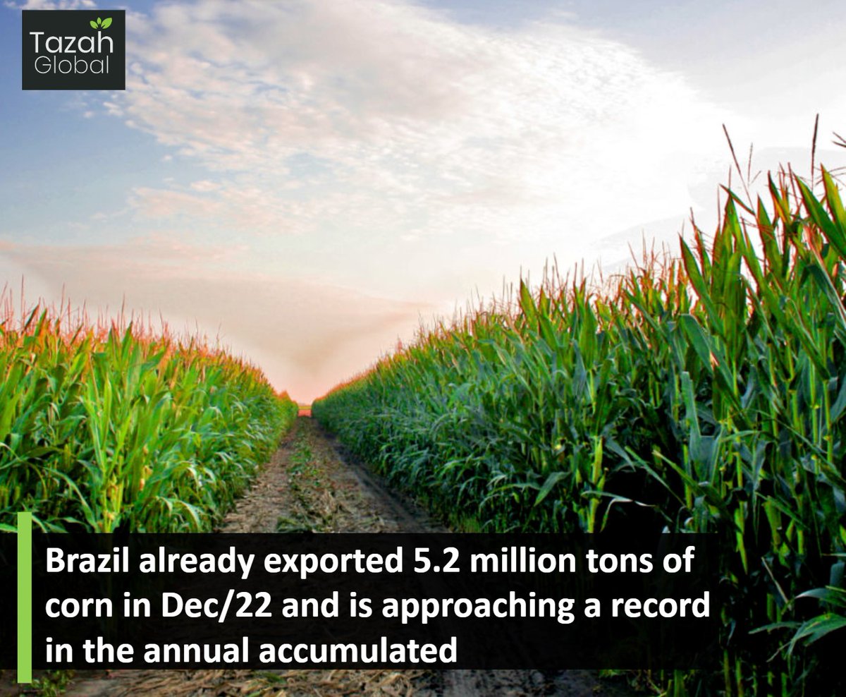 In the last month of 2022, Brazilian #corn #exports  continue to be heated. In these three weeks of December, #Brazil shipped 5,235,127.6 tons of unground corn (except sweet corn), according to the report released by the Ministry of Economy, through the Foreign Trade Secretariat.