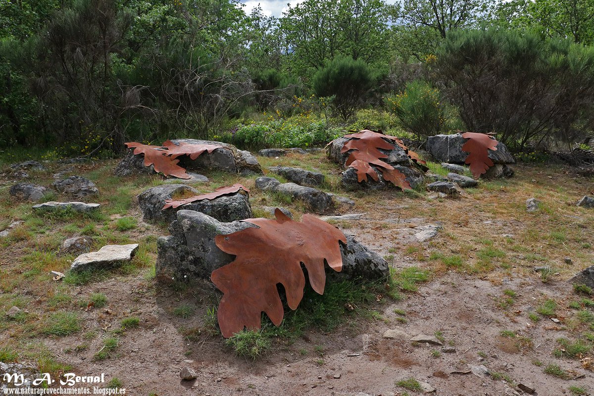 Abril - Hojas de roble en ruta de las raíces. En primavera las rutas en la naturaleza apetecen y se disfrutan, por ello os dejo esta imagen tomada en el camino de las raíces de La Alberca, en plena Sierra de Francia. <a href="/SierradFrancia/">Destino Sierra de Francia</a> <a href="/PortalSierra/">Sierra de Francia</a>