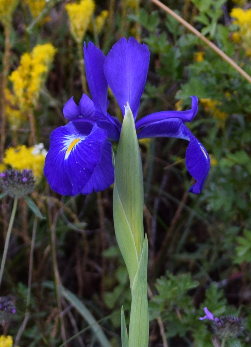 adlirioazul's tweet image. #Irislatifolia #LirioAzul. Especie endémica de la península ibérica. En la Cordillera Cantábrica, entre los robles. Brillantes colores azules y morados 💙🌼
#flowers #plants #FloraCordilleraCantábrica