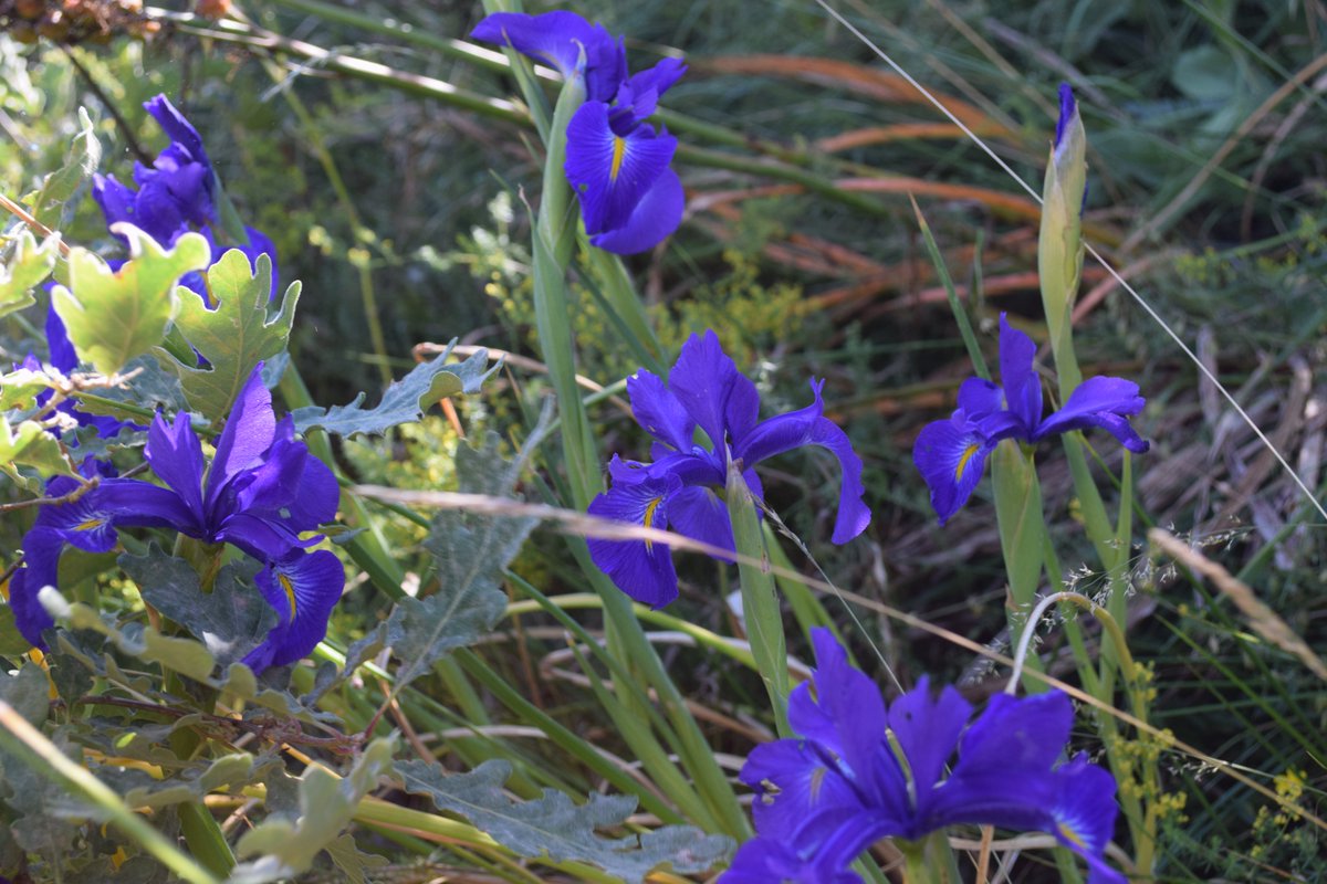 adlirioazul's tweet image. #Irislatifolia #LirioAzul. Especie endémica de la península ibérica. En la Cordillera Cantábrica, entre los robles. Brillantes colores azules y morados 💙🌼
#flowers #plants #FloraCordilleraCantábrica